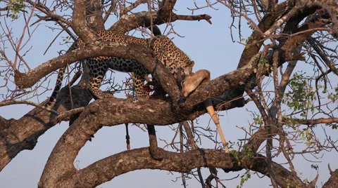Leopard feeding on impala Stock Footage 55004613