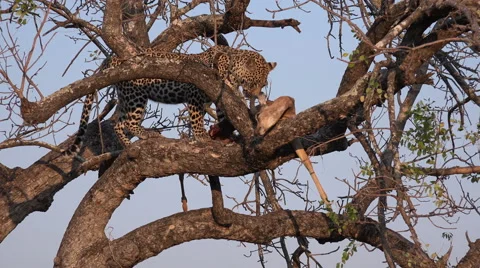 Leopard feeding on impala Stock Footage 55006185