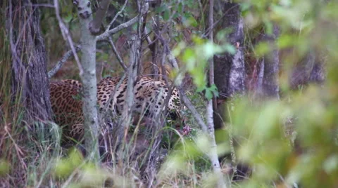 Leopard feeding on a kill Stock Footage 55837321