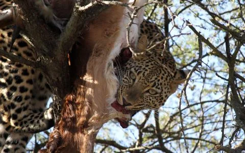 Leopard Feeding Stock Photos