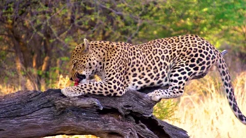 Leopard feeding on raw meat prey sitting on fallen tree in African savanna Stock Footage 345717170
