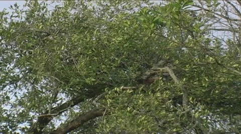 Leopard feeding in top of tree &amp; drops kill Stock Footage 22207690