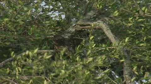 Leopard feeding in top of  tree Stock Footage 22208919