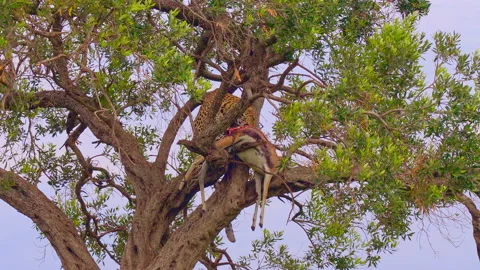 Leopard feeds on gazelle in tree to escape lions, Kenya, Masai Mara, Africa Video stock 233009845