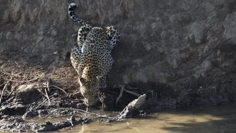 A Leopard female drinking water. Stock Footage 285149250