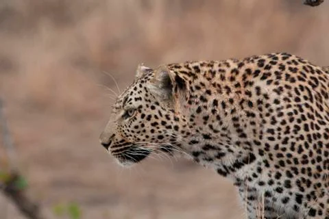 Leopard-Female-Sabi-Sands (2) Stock Photos