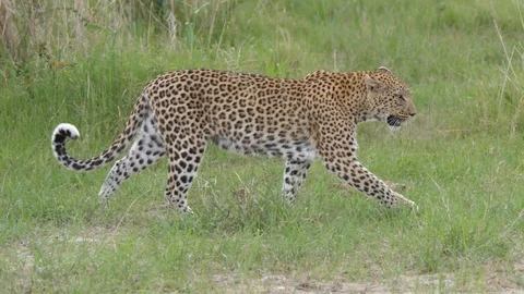 Leopard female walking through the bush Stock Footage 120908603