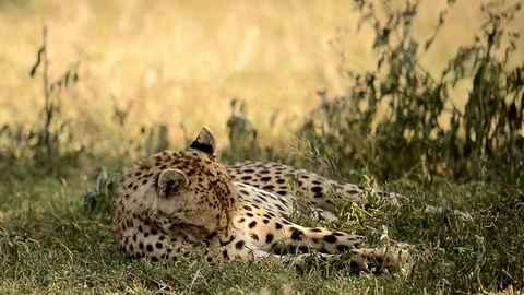 Leopard in a field  full relaxation mode In Serengeti national park Tanzania Stock Footage 116383184