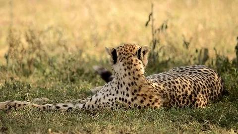 Leopard in a field  full relaxation mode In Serengeti national park Tanzania Stock Footage 116383300