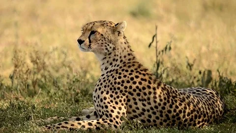 Leopard in a field  full relaxation mode In Serengeti national park Tanzania Stock Footage 116383360