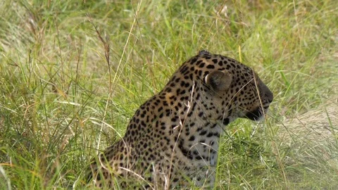 Leopard in a field of grass Stock Footage 101062370