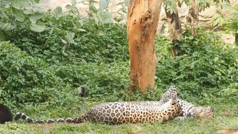Leopard fighting in the jungle Stock Footage 73684553