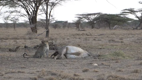 A leopard finds a dead zebra and tries to eat Stock Footage 219748513