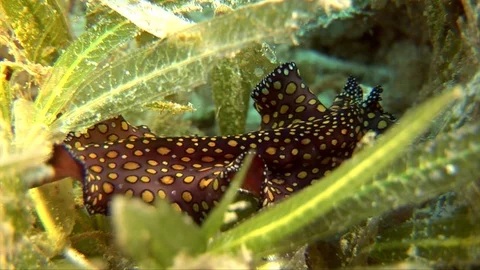 Leopard Flatworm-Pseudoceros pardalis (97) Stock Footage 93396388