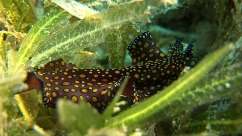 Leopard Flatworm-Pseudoceros pardalis Stock Footage 92917070