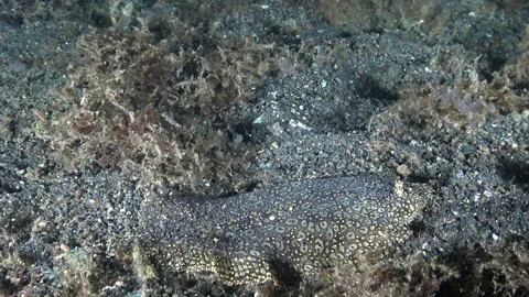 Leopard flounder blending in on a sandy seafloor in Indonesia Stock Footage 312100898