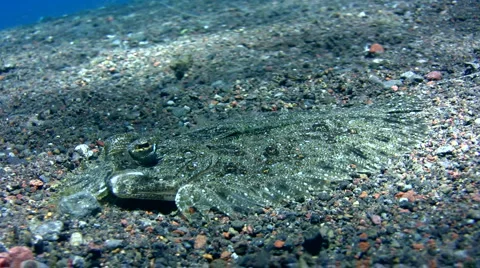 Leopard flounder (Bothus pantherinus) close up Stock Footage 6732073
