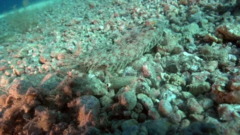 Leopard flounder (Bothus pantherinus) on the sand 스톡 동영상 97888076