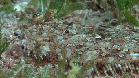 Leopard flounder (Bothus pantherinus)  on the sand in Aqaba gulf, Red sea Stock Footage 98276499