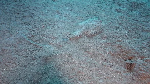 Leopard flounder (Bothus pantherinus) on the sand Video stock 98492872