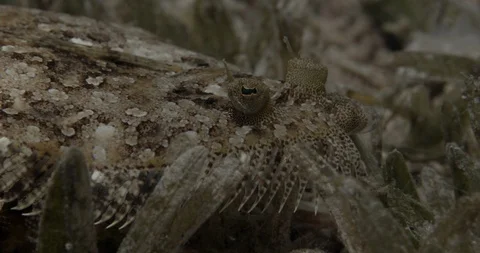 Leopard Flounder (Bothus pantherinus) on the sand in Aqaba gulf, Red sea Jordan. Stock Footage 111275609