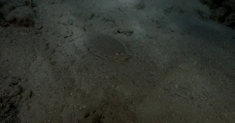 Leopard Flounder (Bothus pantherinus) on the sand in Aqaba gulf, Red sea Jordan. Stock-Footage 112352840