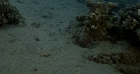 Leopard Flounder (Bothus pantherinus) on the sand in Aqaba gulf, Red sea Jordan. Stock Footage 112362675