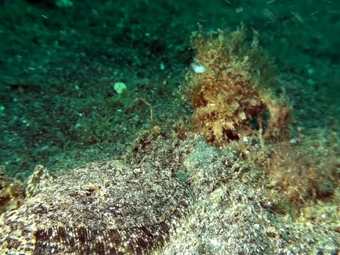 Leopard flounder (Bothus pantherinus) vs Hairy frogfish (Antennarius striatus) Stock Footage 79624955