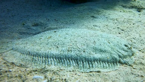 Leopard Flounder fish (Bothus pantherinus) sandy bottom close-up. Red Sea, Egypt Stock Footage 177923040