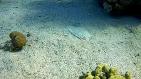Leopard Flounder fish (Bothus pantherinus) sandy bottom close-up. Red Sea, Egypt 스톡 동영상 177923084