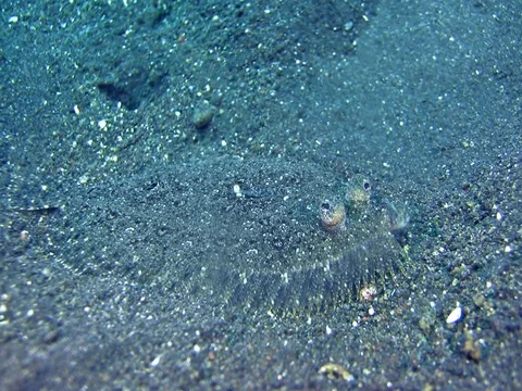 Leopard flounder on the  sand moving slowly Stock-Footage 74353925