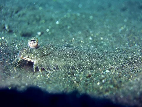 Leopard flounder still on the  sand then swimming away Stock-Footage 74353435