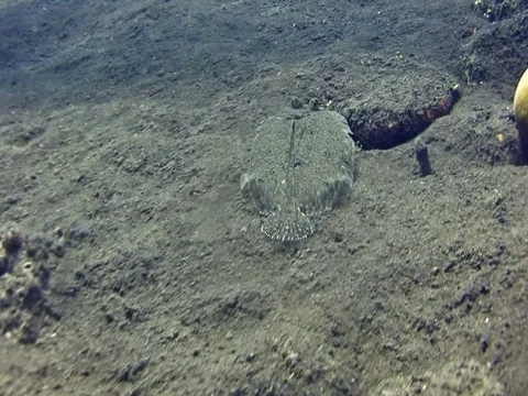 Leopard flounder swimming over sand. Stock Footage 74353189