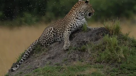 Leopard fly termite inscet attack in the grass, Okavango delta in Botswana, Afri Stock Footage 223363892