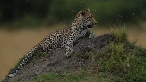 Leopard fly termite inscet attack in the grass, Okavango delta in Botswana, Afri Stock Footage 223363898