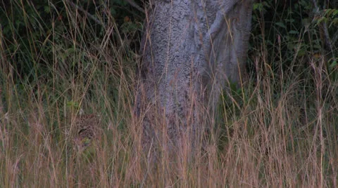 Leopard at foot of tree Video stock 22779508