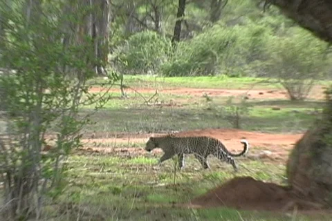 Leopard Stock Footage 122882