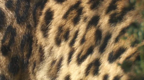 Leopard Stock Footage 8520378
