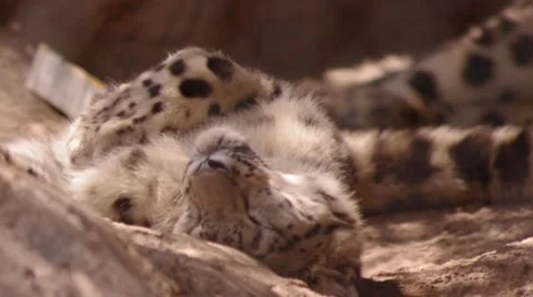 Leopard Stock Footage 8629539