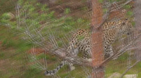 Leopard Stock Footage 9445646