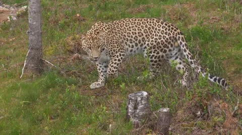 Leopard Stock Footage 9446303