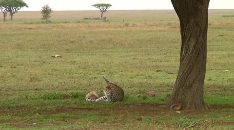 Leopard Video stock 9773238