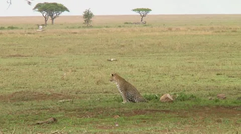 Leopard Stock Footage 10577667