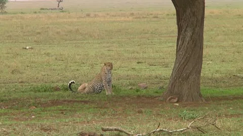 Leopard Stock Footage 10577975