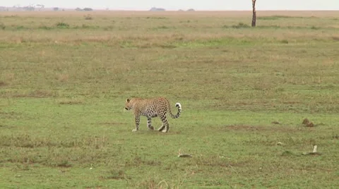 Leopard Stock Footage 10578194