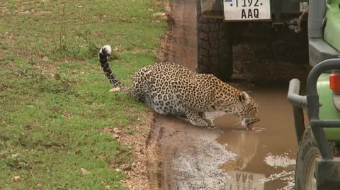 Leopard Stock Footage 10578223