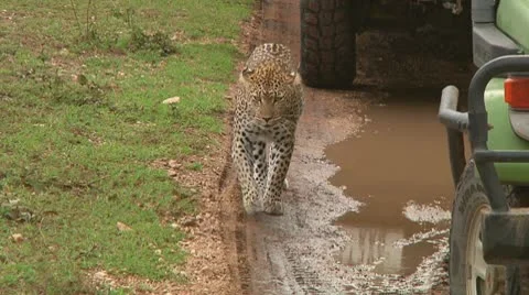 Leopard Stock Footage 10578269