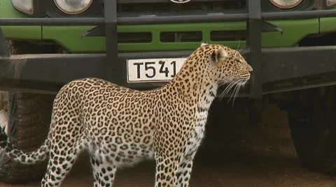 Leopard Stock Footage 10578275