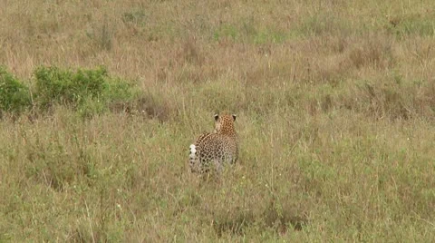 Leopard Stock Footage 10578353