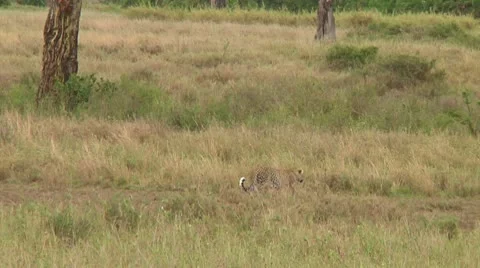 Leopard Video stock 10578397